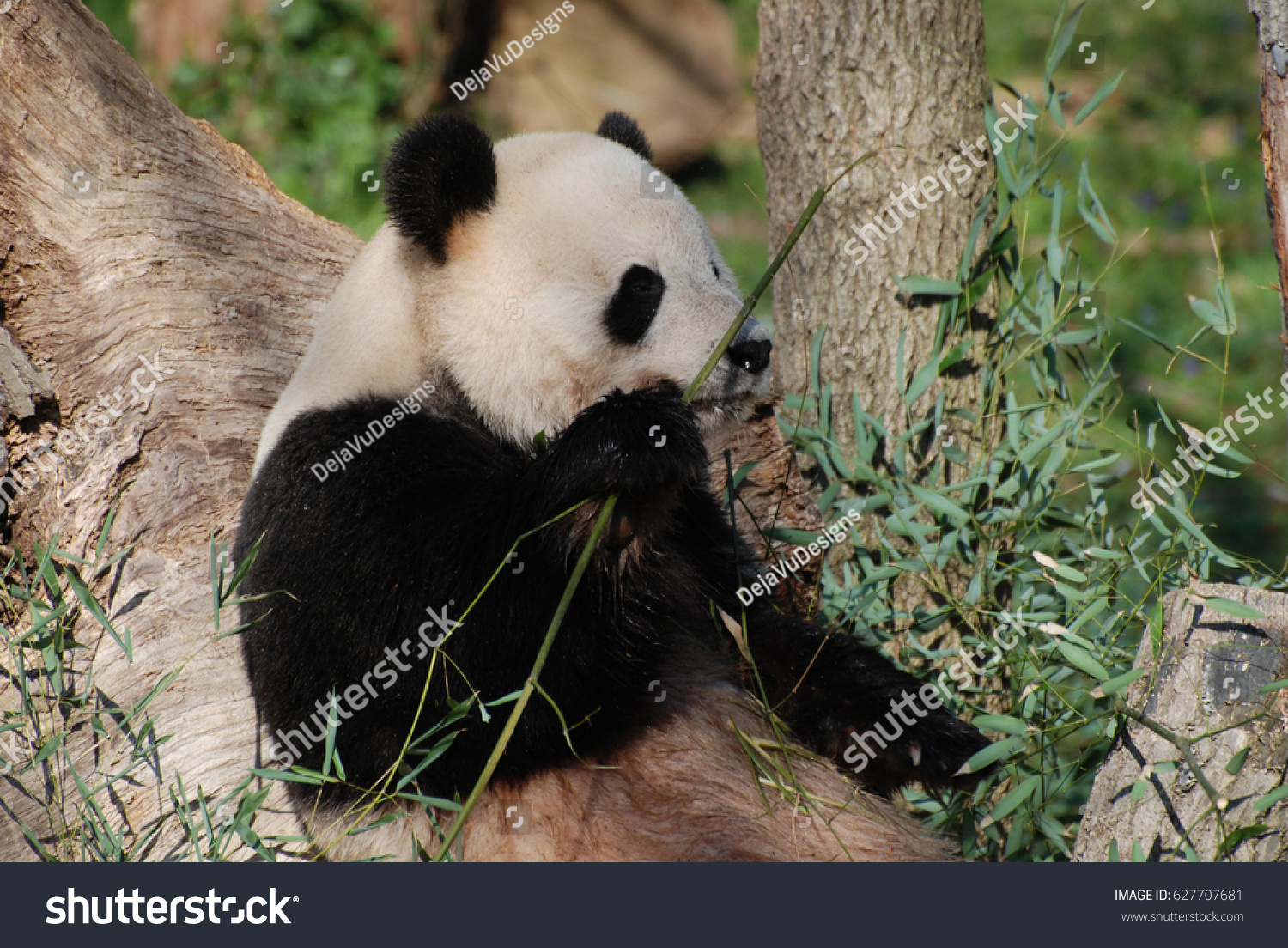 panda和bear的区别 bear与panda英语区别意思 